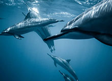 九游体育app的多平台支持-星空体育官方网站：打造全新体育体验的先锋平台